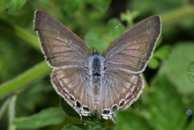 Close-up of butterfly pollinating flower