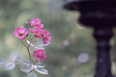 Close-up of pink flowering plant