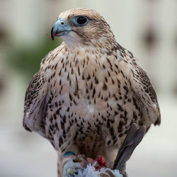 Close-up of a bird