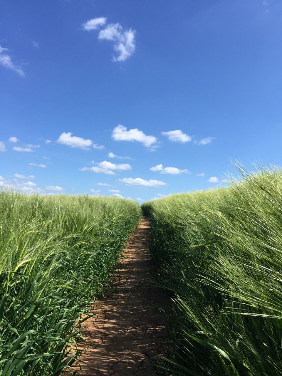 tranquility, tranquil scene, sky, growth, green color, landscape, nature, beauty in nature, scenics, tree, field, grass, blue, the way forward, rural scene, sunlight, agriculture, day, idyllic, cloud