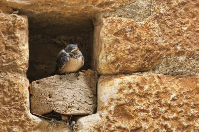 Close-up of bird perching on rock