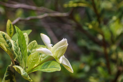 Close-up of white flowering plant