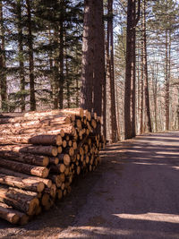 Stack of logs on road in forest