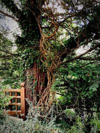 Trees in forest