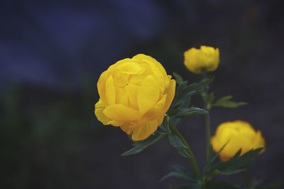 Close-up of yellow flower blooming outdoors