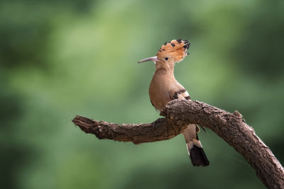 Close-up of bird perching on branch