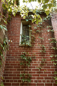 Low angle view of ivy on brick wall of building