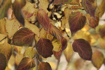 Close-up of autumnal leaves