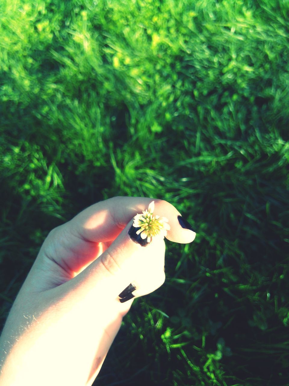 person, holding, flower, human finger, cropped, part of, close-up, focus on foreground, unrecognizable person, growth, plant, nature, yellow, tree, beauty in nature, outdoors, freshness