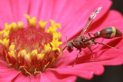 Close-up of honey bee on pink flower