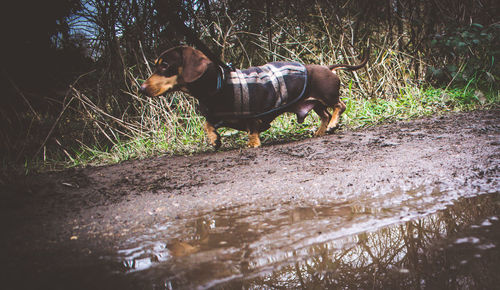 Portrait of dog on grass