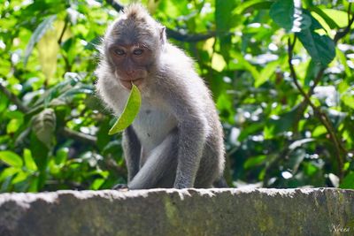 Close-up of monkey on tree