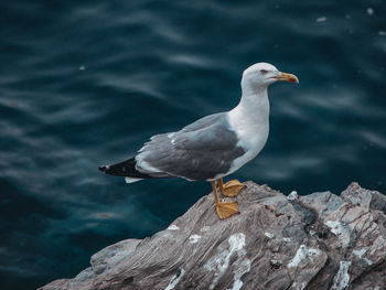 bird