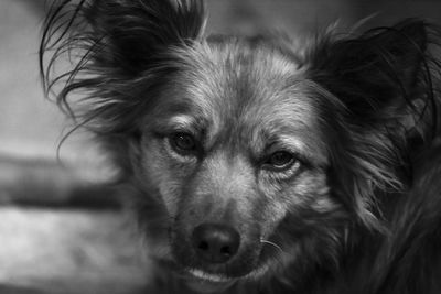 Close-up portrait of dog