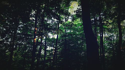 Low angle view of trees at night