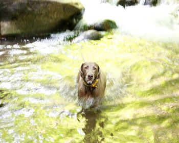 Portrait of a dog in the water