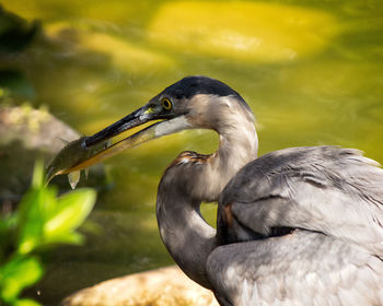 Close-up of a duck