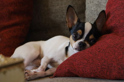 Portrait of dog resting on sofa