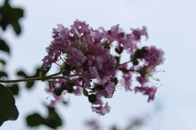 Close-up of purple flowers