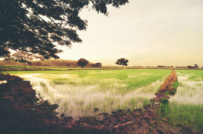 Scenic view of field against sky