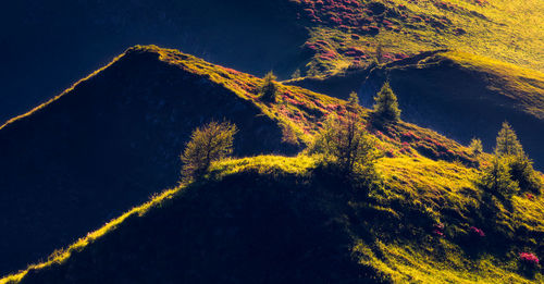 Low angle view of trees on mountain against sky