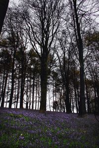 Low angle view of bare trees