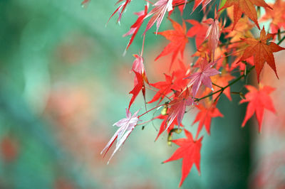 Close-up of pink leaves