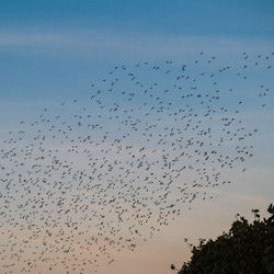 Flock of birds flying in sky