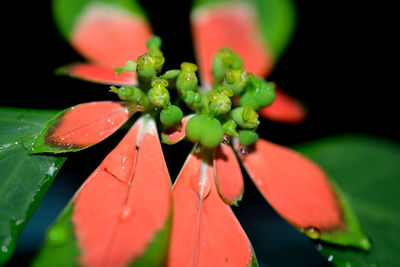 Close-up of wet plant with red leaves