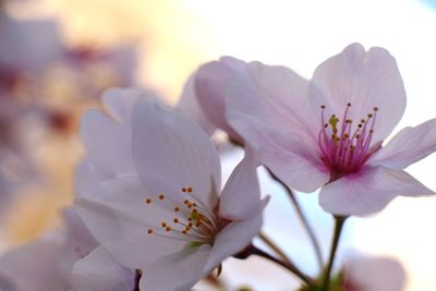 Close-up of pink cherry blossom