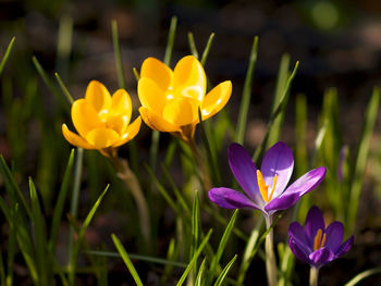 Close-up of yellow crocus flowers on field