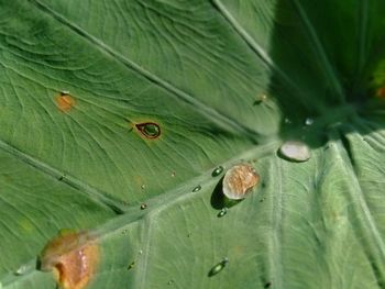 Close-up of insect on leaf