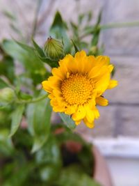 Close-up of yellow flowering plant on field