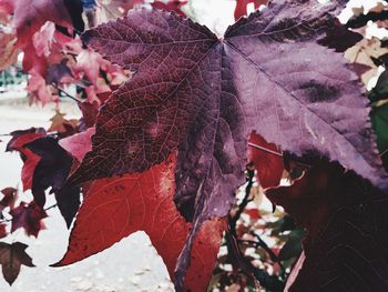 Close-up of dry maple leaves on tree