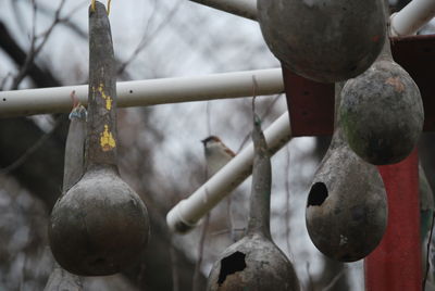 Close-up of bird feeders