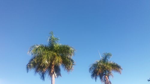 Low angle view of palm trees against clear blue sky