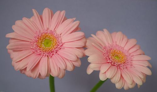 Close-up of pink daisy against white background
