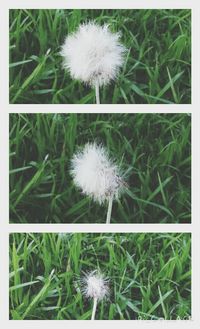 dandelion