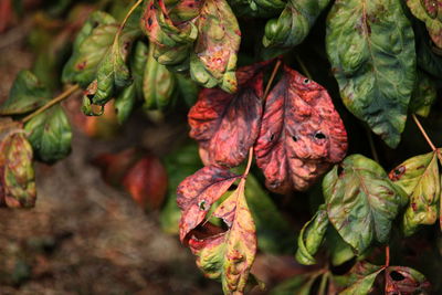 Close-up of fresh vegetables