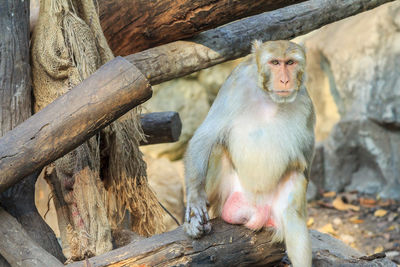 Close-up of monkey on tree