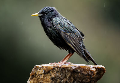 Close-up of bird perching on rock