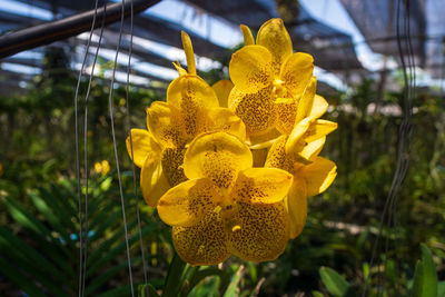 Close-up of yellow flowering plant