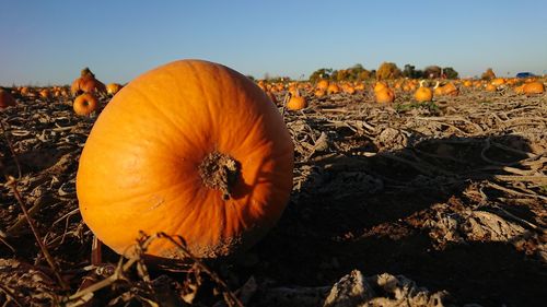 Close-up of pumpkins on field against sky