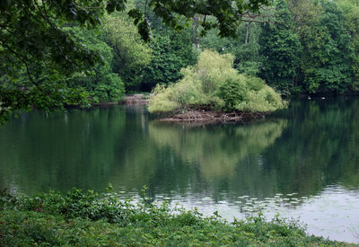 Scenic view of lake in forest