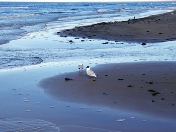 Swans on shore