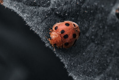 Close-up of ladybug