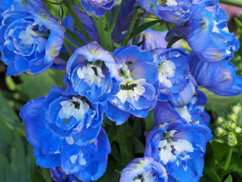 Close-up of blue flowering plant