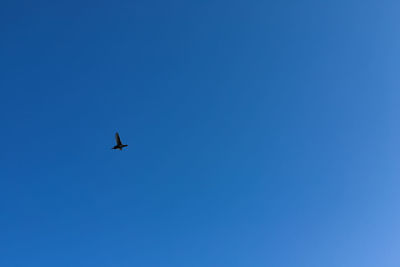 Low angle view of bird flying in sky