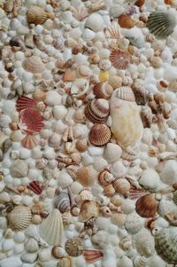 Full frame shot of seashells