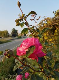Close-up of red hibiscus blooming on tree against sky